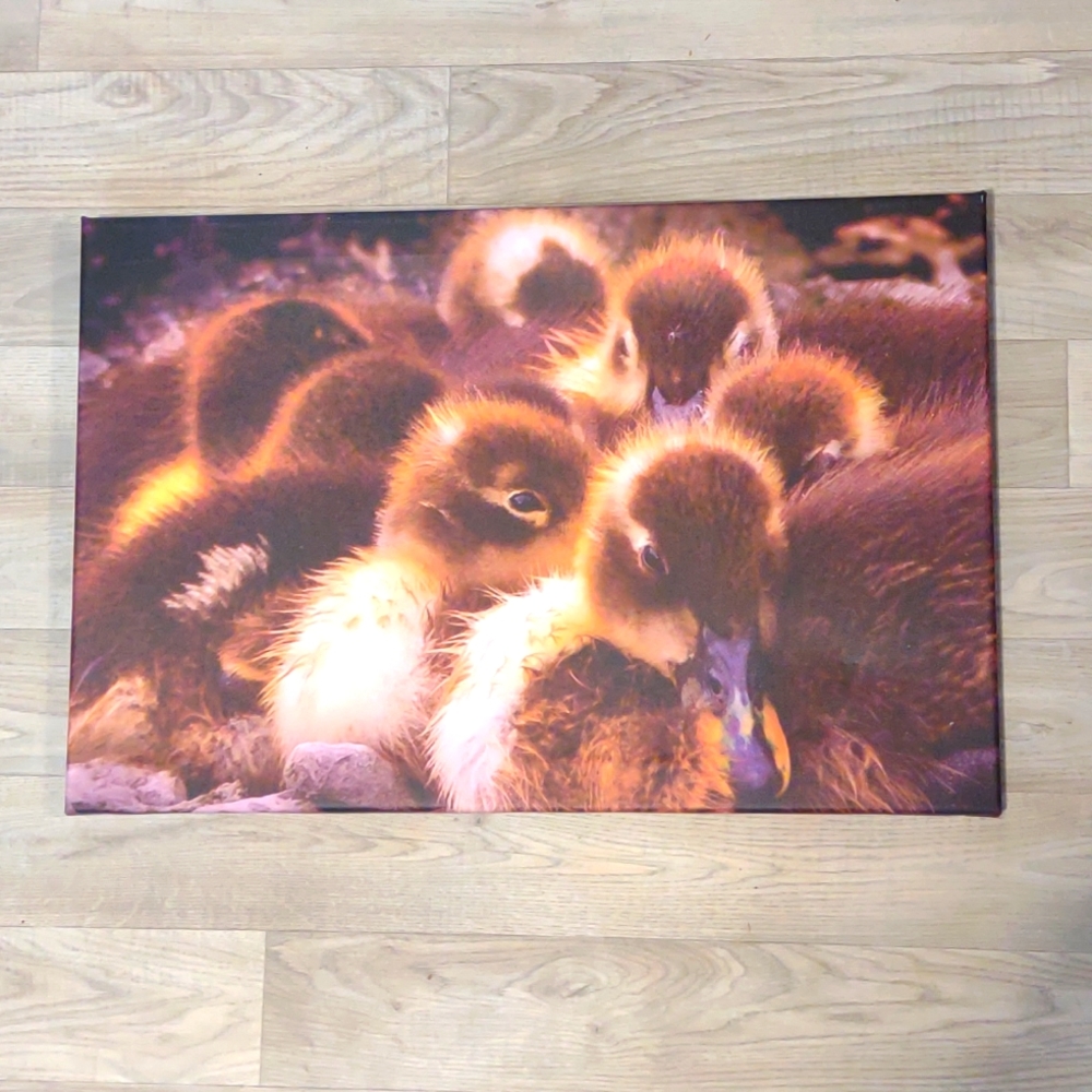 Ducklings photography on canvas
